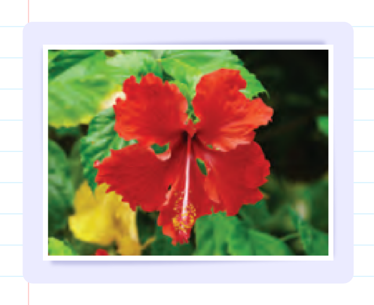 Gambar foto ini menunjukkan gambar foto dengan kedalaman warna 24 bit.