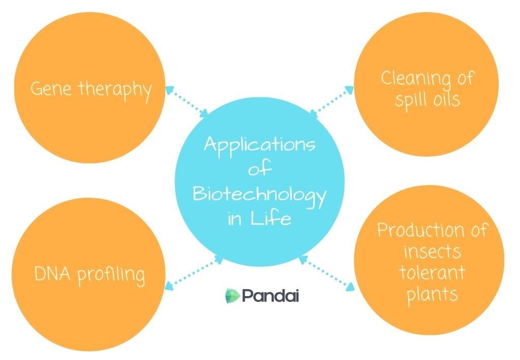 This image is an infographic titled ‘Applications of Biotechnology in Life.’ It features a central blue circle with this title, connected by dotted lines to four orange circles. Each orange circle lists a different application: ‘Gene therapy,’ ‘Cleaning of spill oils,’ ‘DNA profiling,’ and ‘Production of insects tolerant plants.' The Pandai logo is at the bottom of the central circle.