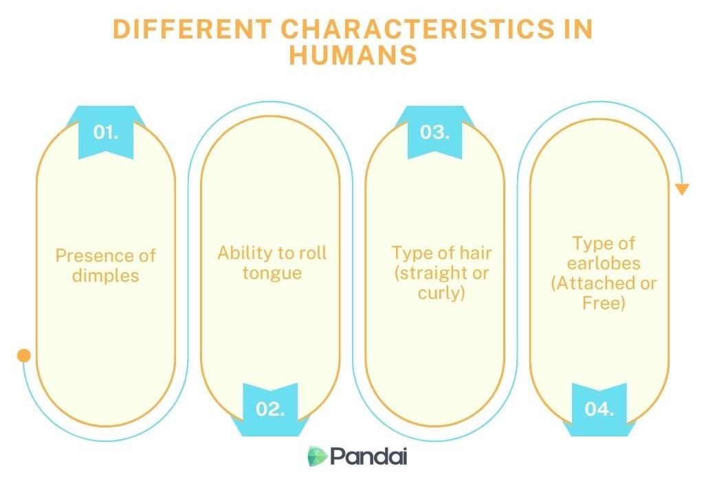 The image is an infographic titled ‘DIFFERENT CHARACTERISTICS IN HUMANS.’ It features four numbered sections, each highlighting a different human characteristic: 1. **01. Presence of dimples** 2. **02. Ability to roll tongue** 3. **03. Type of hair (straight or curly)** 4. **04. Type of earlobes (Attached or Free)** The infographic has a light background with blue and orange accents. The logo ‘Pandai’ is at the bottom center.