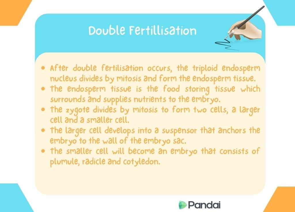 The image is an educational graphic titled ‘Double Fertilisation.’ It contains a description of the process of double fertilisation in plants. The background is light blue with a white text box in the center. The text is in yellow and provides the following information: - After double fertilisation occurs, the triploid endosperm nucleus divides by mitosis and forms the endosperm tissue. - The endosperm tissue is the food-storing tissue which surrounds and supplies nutrients to the embryo. - The zygote divides by mitosis to form two cells, a larger cell and a smaller cell. - The larger cell develops into a suspensor that anchors the embryo to the wall of the embryo sac. - The smaller cell will become an embryo