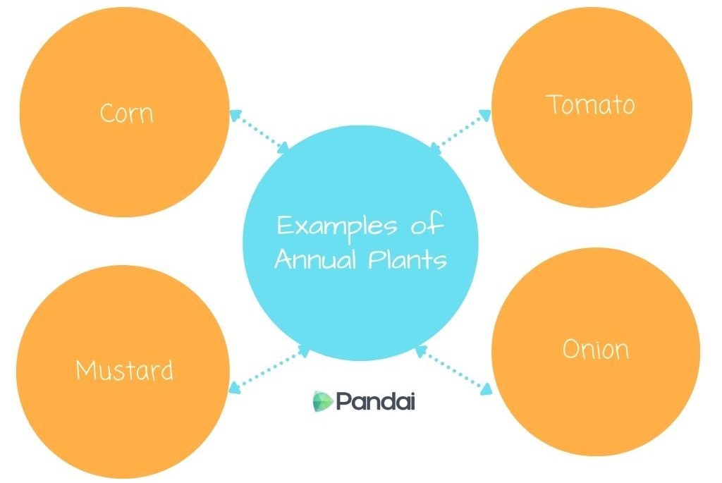 The image is a diagram showing examples of annual plants. In the center, there is a blue circle labeled ‘Examples of Annual Plants.’ Four orange circles surround the central circle, each connected by dashed arrows. The orange circles are labeled ‘Corn,’ ‘Tomato,’ ‘Mustard,’ and ‘Onion.’ The logo ‘Pandai’ is at the bottom of the central circle.