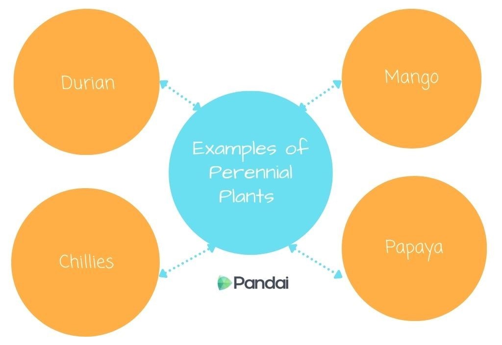 The image is an infographic titled ‘Examples of Perennial Plants.’ It features a central blue circle with the title, connected by dashed arrows to four orange circles. Each orange circle lists a different perennial plant: ‘Durian,’ ‘Mango,’ ‘Chillies,’ and ‘Papaya.’ At the bottom center, there is a logo that says ‘Pandai.’