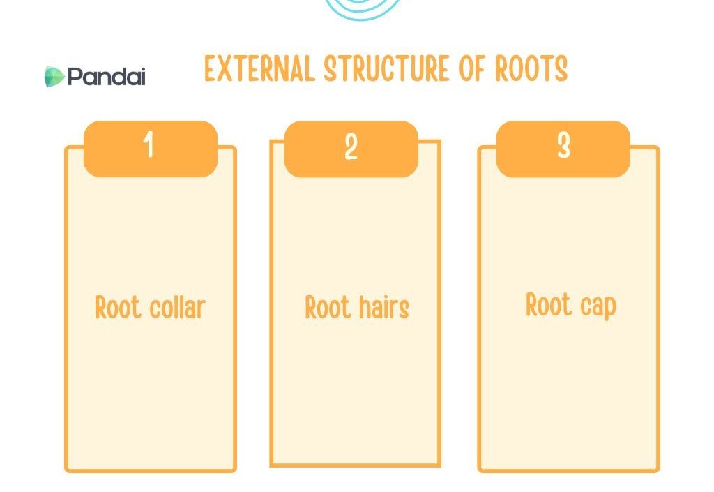 The image is an educational diagram titled ‘EXTERNAL STRUCTURE OF ROOTS’. It is divided into three sections, each labeled with a number and a specific part of the root: 1. Root collar 2. Root hairs 3. Root cap The diagram is simple and uses a light color scheme with orange headers for each section. The background is white, and there is a logo for ‘Pandai’ in the top left corner.