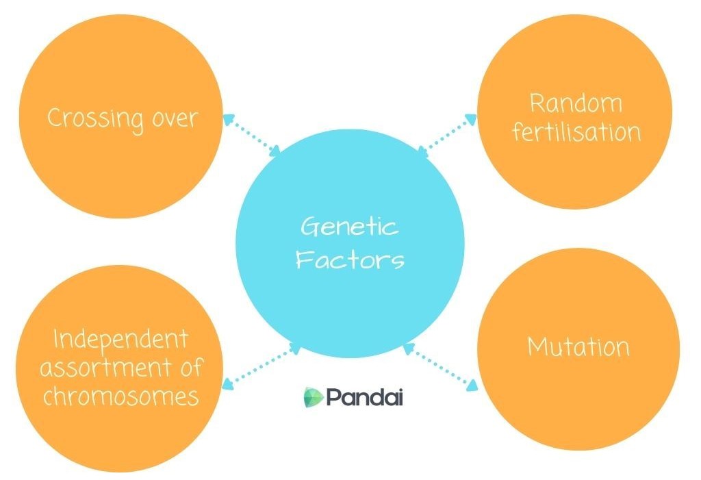 The image is a diagram illustrating genetic factors. In the center, there is a blue circle labeled ‘Genetic Factors.’ Four orange circles surround it, each connected to the center circle with a dashed arrow. The orange circles are labeled as follows: 1. Top left: ‘Crossing over’ 2. Top right: ‘Random fertilisation’ 3. Bottom left: ‘Independent assortment of chromosomes’ 4. Bottom right: ‘Mutation’ At the bottom of the blue circle, there is a logo that says ‘Pandai.’