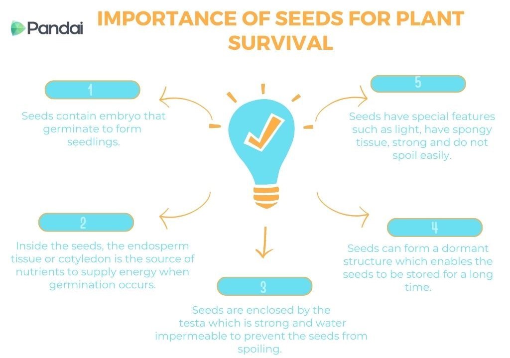 The image is an infographic titled ‘Importance of Seeds for Plant Survival.’ It features a light bulb icon in the center with a checkmark, symbolizing ideas or knowledge. Surrounding the light bulb are five points, each with a brief explanation and an arrow pointing to the next point. 1. Seeds contain embryos that germinate to form seedlings. 2. Inside the seeds, the endosperm tissue or cotyledon is the source of nutrients to supply energy when germination occurs. 3. Seeds are enclosed by the testa, which is strong and water-impermeable to prevent the seeds from spoiling. 4. Seeds can form a dormant structure, which enables the seeds to be stored for a long time. 5. Seeds have special features