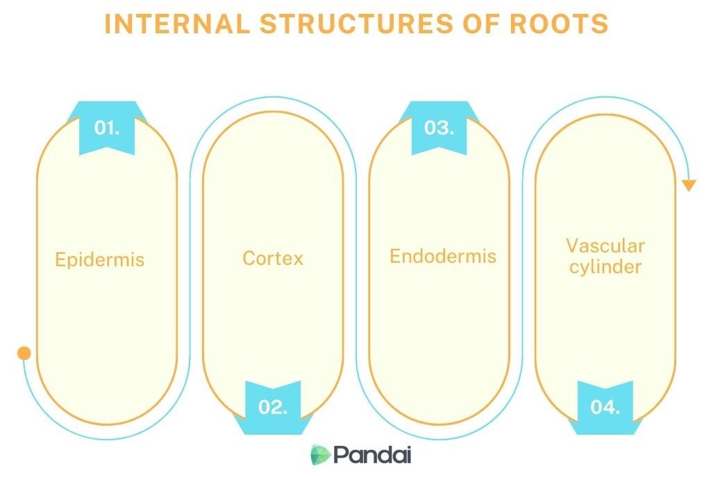 This image is a diagram titled ‘Internal Structures of Roots.’ It consists of four sections, each numbered and labeled. 1. The first section is labeled ‘Epidermis.’ 2. The second section is labeled ‘Cortex.’ 3. The third section is labeled ‘Endodermis.’ 4. The fourth section is labeled ‘Vascular cylinder.’ Each section is enclosed in an oval shape, with arrows indicating a sequence from 1 to 4. The diagram is presented with a clean, minimalist design and uses soft colors. The logo ‘Pandai’ is at the bottom center