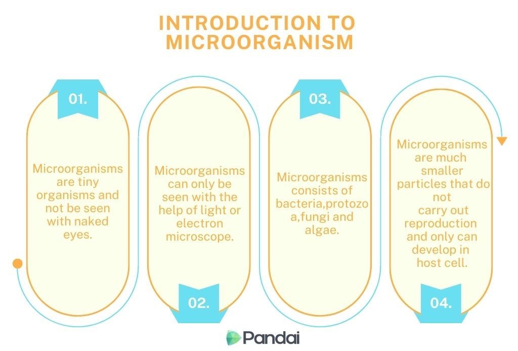 The image is an informative graphic titled ‘Introduction to Microorganism.’ It is divided into four sections, each numbered and containing text: 1. ‘Microorganisms are tiny organisms and not be seen with naked eyes.’ 2.’Microorganisms can only seen with the help of light or electron microscope.’ 3. ‘Microorganisms consists of bacteria, protozoa, fungi and algae.’4. ‘Microorganisms are much smaller particles that do not carry out reproduction and only can develop in host cell.’ At the bottom, there is a logo with the text ‘Pandai.’