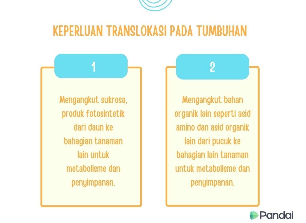 Gambar ini menunjukkan dua kotak yang mengandungi teks mengenai keperluan translokasi pada tumbuhan. Kotak pertama berlabel ‘1’ dan mengandungi teks: ‘Mengangkut sukrosa, produk fotosintetik dari daun ke bahagian tanaman lain untuk metabolisme dan penyimpanan.’ Kotak kedua berlabel ‘2’dan mengandungi teks: ‘Mengangkut bahan organik lain seperti asid amino dan asid organik lain dari pucuk ke bahagian lain tanaman untuk metabolisme dan penyimpanan.’ Di bahagian atas gambar terdapat tajuk’KEPERLUAN TRANSLOKASI PADA TUMBUHAN’. Di bahagian bawah kanan terdapat logo ‘Pandai’.