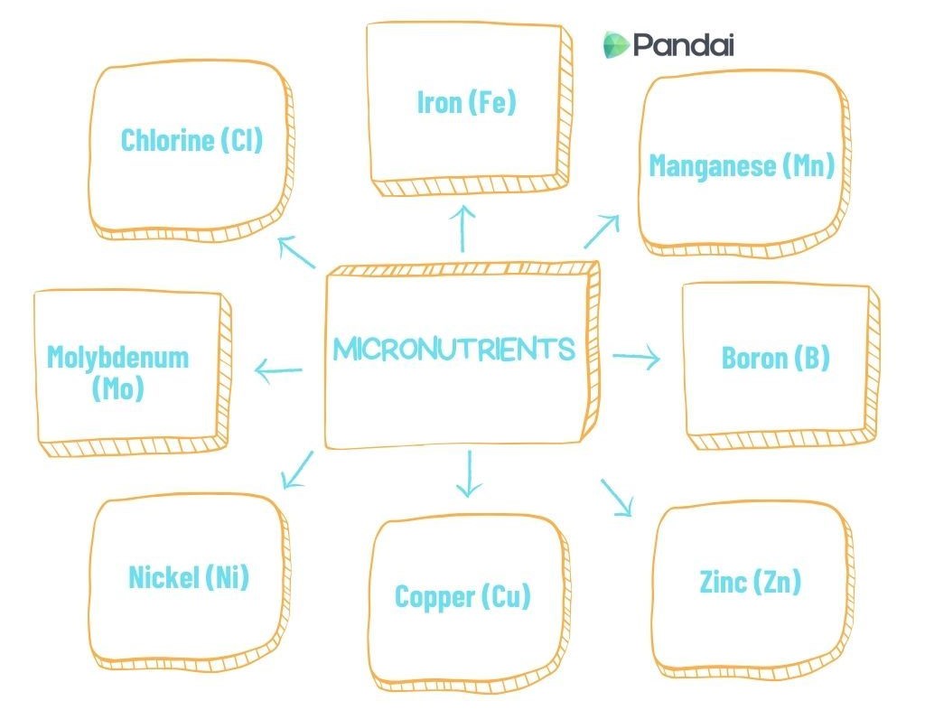 This image is a diagram illustrating various micronutrients. At the center of the diagram is the word ‘MICRONUTRIENTS’ in a rectangular box. Surrounding this central box are eight other rectangular boxes, each containing the name and chemical symbol of a different micronutrient. The micronutrients listed are: 1. Chlorine (Cl) 2. Iron (Fe) 3. Manganese (Mn) 4. Molybdenum (Mo) 5. Boron (B) 6. Nickel (Ni) 7. Copper (Cu) 8. Zinc (Zn) Arrows point from the central ‘MICRONUTRIENTS’ box to each of the surrounding boxes. The logo ‘Pandai’ is located in the top