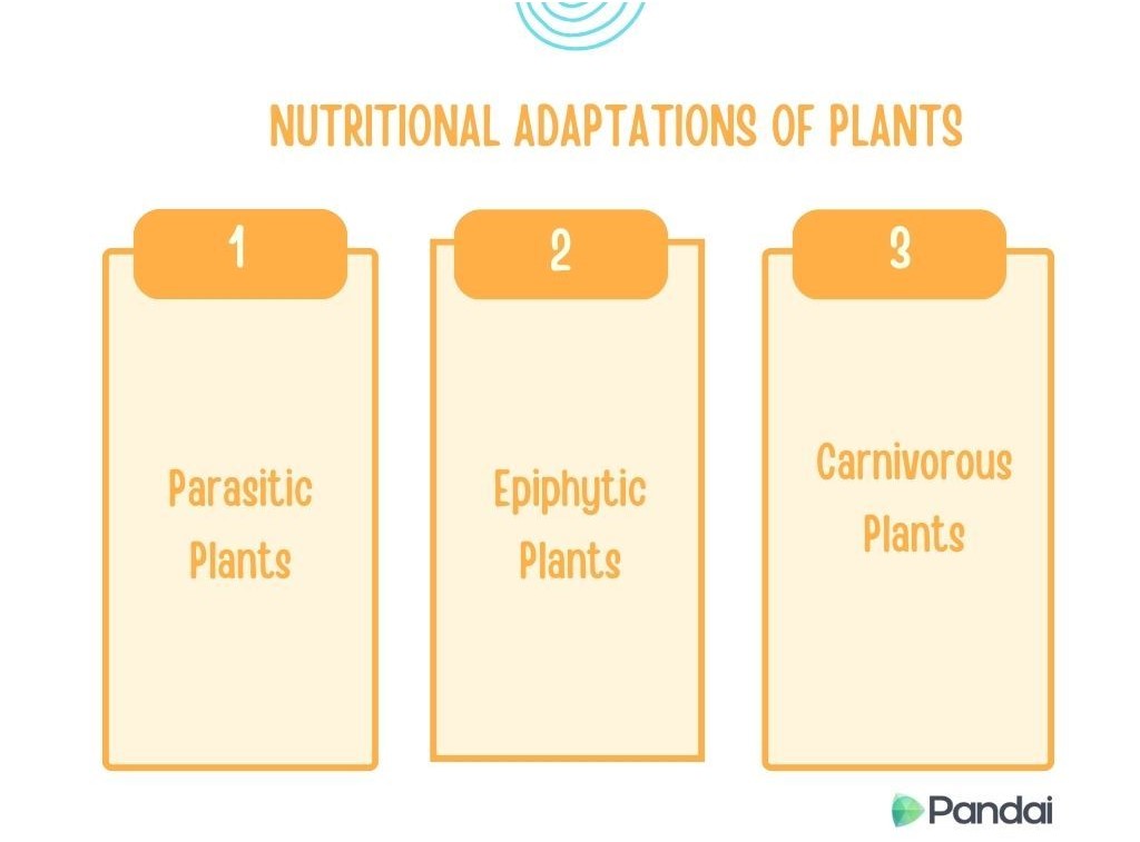 The image is an educational graphic titled ‘Nutritional Adaptations of Plants.’ It is divided into three sections, each labeled with a number and a type of plant adaptation. The sections are as follows: 1. Parasitic Plants 2. Epiphytic Plants 3. Carnivorous Plants The design features a simple and clean layout with orange headers for each section and a light background. The logo ‘Pandai’ is located at the bottom right corner..