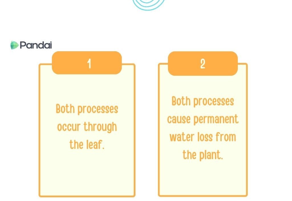 The image contains two orange boxes with numbers 1 and 2 at the top. Box 1 states, ‘Both processes occur through the leaf.’ Box 2 states, ‘Both processes cause permanent water loss from the plant.’ The logo ‘Pandai’ is visible on the left side of the image.