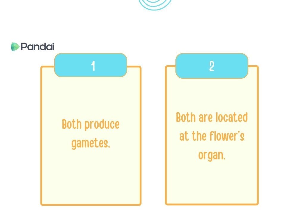 The image shows a comparison between two items, labeled as ‘1’ and ‘2’. Both items are presented in separate boxes with light yellow backgrounds and light blue headers. 1. The first box states: ‘Both produce gametes.’ 2. The second box states: ‘Both are located at the flower's organ.’ The image also includes the logo ‘Pandai’ in the top left corner.