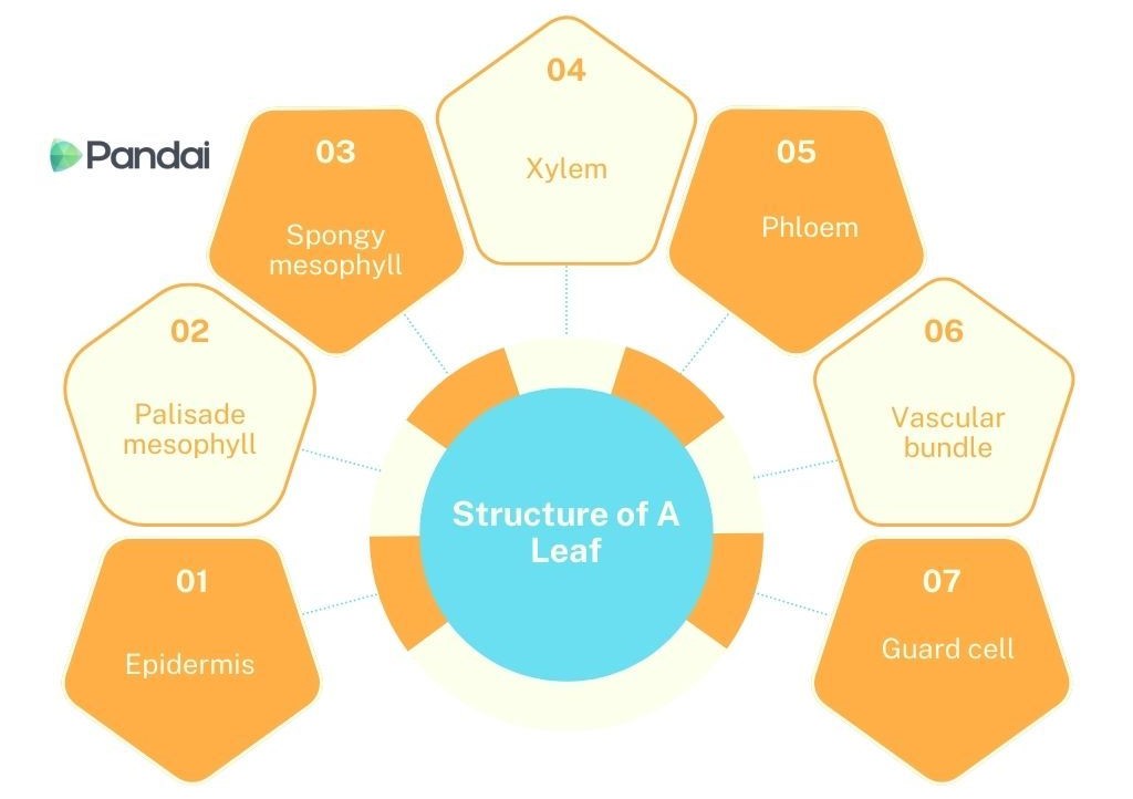 This image is a diagram titled ‘Structure of A Leaf.’ It features a central blue circle with the title, surrounded by six orange and yellow pentagons. Each pentagon is labeled with a different part of the leaf structure: 1. Epidermis 2. Palisade mesophyll 3. Spongy mesophyll 4. Xylem 5. Phloem 6. Vascular bundle 7. Guard cell The diagram is designed to visually represent the different components of a leaf's structure.