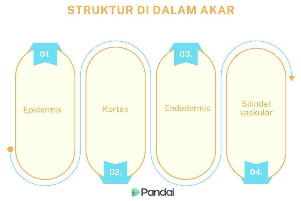 Gambar ini menunjukkan struktur di dalam akar tumbuhan. Terdapat empat bahagian utama yang ditunjukkan dalam bentuk rajah berlabel. 1. Epidermis - Bahagian paling luar akar. 2. Korteks - Lapisan di bawah epidermis. 3. Endodermis - Lapisan yang mengelilingi silinder vaskular. 4. Silinder vaskular - Bahagian paling dalam yang mengandungi tisu pengangkutan. Setiap bahagian ditandakan dengan nombor dan label yang jelas. Di bahagian bawah terdapat logo ‘Pandai’.