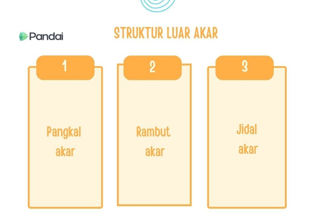 Imej ini menunjukkan struktur luar akar yang dibahagikan kepada tiga bahagian. Setiap bahagian diberi nombor dan label. Bahagian pertama dilabel sebagai ‘Pangkal akar’, bahagian kedua dilabel sebagai ‘Rambut akar’, dan bahagian ketiga dilabel sebagai ‘Jidal akar’. Di sudut kiri atas, terdapat logo ‘Pandai’.