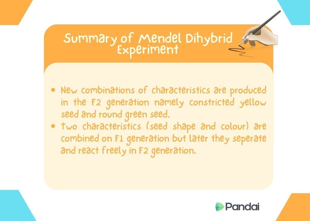 The image is a slide summarizing Mendel's Dihybrid Experiment. It has a title ‘Summary of Mendel Dihybrid Experiment’ at the top. Below the title, there are two bullet points: 1. New combinations of characteristics are produced in the F2 generation, namely constricted yellow seed and round green seed. 2. Two characteristics (seed shape and color) are combined in the F1 generation but later they separate and react freely in the F2 generation. The background is white with a border of blue and orange shapes. The Pandai logo is at the bottom right corner.