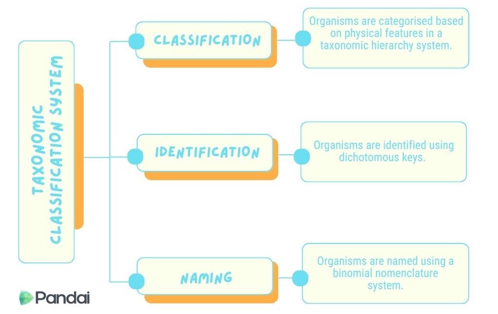 The image is a flowchart titled ‘Taxonomic Classification System.’ It has three main branches: Classification, Identification, and Naming. Each branch has a description: 1. Classification: ‘Organisms are categorized based on physical features in a taxonomic hierarchy system.’ 2. Identification: ‘Organisms are identified using dichotomous keys.’ 3. Naming: ‘Organisms are named using a binomial nomenclature system.’ The flowchart is visually organized with text boxes connected by lines, and the Pandai logo is at the bottom left corner.