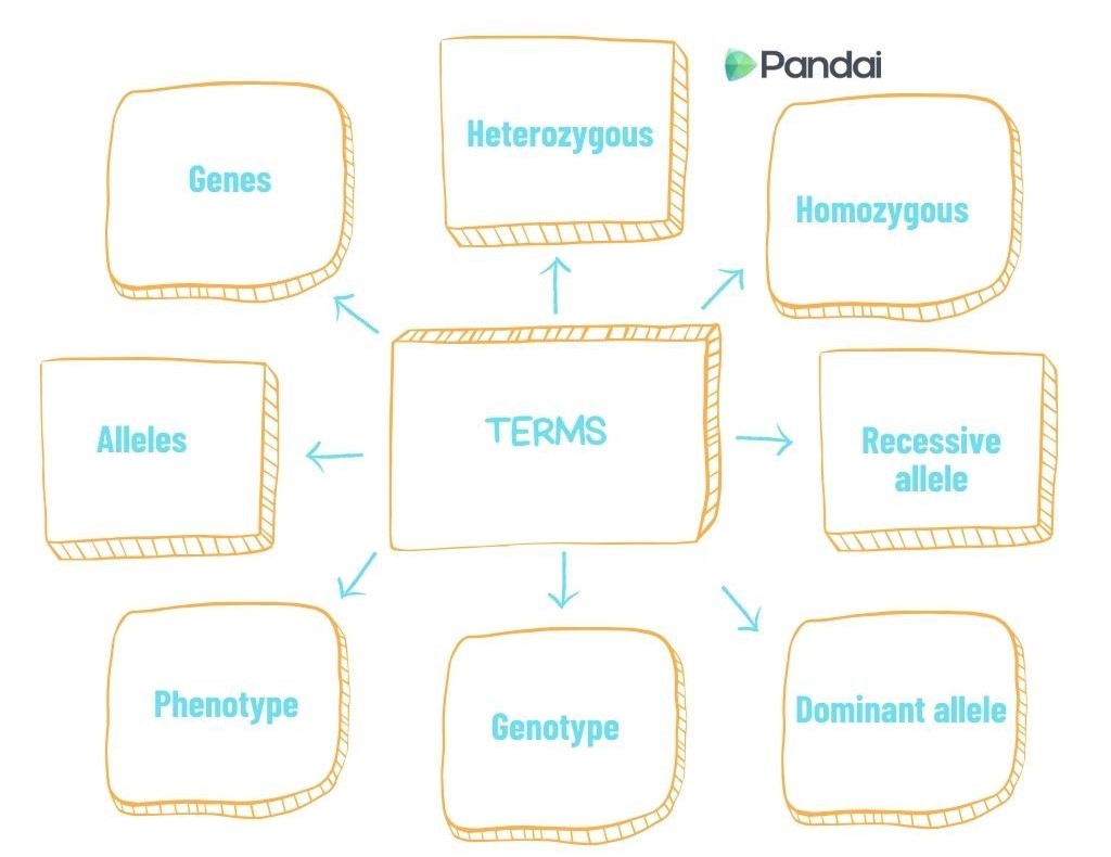 The image is a diagram with the central term ‘TERMS’ surrounded by eight boxes. Each box contains a different genetic term. The terms are as follows: ‘Genes,’ ‘Alleles,’ ‘Phenotype,’ ‘Genotype,’ ‘Heterozygous,’ ‘Homozygous,’ ‘Recessive allele,’ and ‘Dominant allele.’ The arrows point from ‘TERMS’ to each of these boxes. There is also a ‘Pandai’ logo at the top right corner.