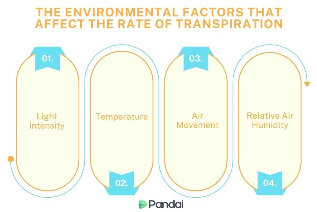 This image is an infographic titled The Environmental Factors That Affect the Rate of Transpiration. It features four main factors, each within an oval shape: 1. Light Intensity 2. Temperature 3. Air Movement 4. Relative Air Humidity Each factor is numbered and positioned in a vertical column. The background is light, and the text is in a contrasting color for clarity. The infographic is branded with the Pandai logo at the bottom.