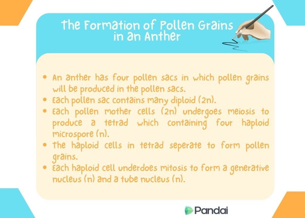 This image is an educational infographic titled ‘The Formation of Pollen Grains in an Anther.’ It has a blue background with a white text box and some decorative elements. The infographic explains the process of pollen grain formation in an anther with the following points: - An anther has four pollen sacs in which pollen grains will be produced. - Each pollen sac contains many diploid (2n) cells. - Each pollen mother cell (2n) undergoes meiosis to produce a tetrad containing four haploid (n) microspores. - The haploid cells in the tetrad separate to form pollen grains. - Each haploid cell undergoes mitosis to form a generative nucleus (n) and a tube nucleus 