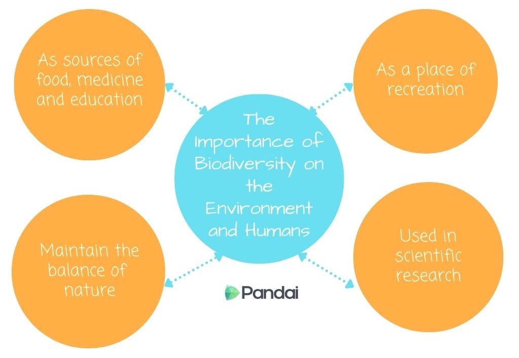 The image is an infographic titled ‘The Importance of Biodiversity on the Environment and Humans.’ It features a central blue circle with the title and four orange circles connected to it by dotted lines. Each orange circle contains a different point: 1. ‘As sources of food, medicine and education’ 2. ‘As a place of recreation’ 3. ‘Maintain the balance of nature’ 4. ‘Used in scientific research’ At the bottom of the central circle, there is a logo with the word ’Pandai.’