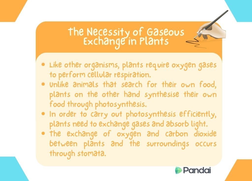 The image is an educational slide titled ‘the Necessity of Gaseous Exchange in Plants.’ It contains the following points: - Like other organisms, plants require oxygen gases to perform cellular respiration. - Unlike animals that search for their own food, plants on the other hand synthesise their own food through photosynthesis. - In order to carry out photosynthesis efficiently, plants need to exchange gases and absorb light. - The exchange of oxygen and carbon dioxide between plants and the surroundings occurs through stomata. The background is primarily yellow with turquoise and blue accents, and there is a logo at the bottom right corner labeled ‘Pandai.’