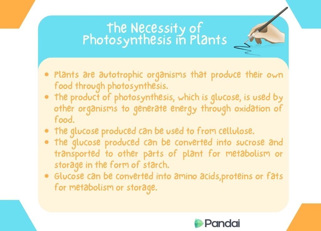 The image is a graphic explaining the necessity of photosynthesis in plants. The background is light yellow with blue accents. The title at the top reads ‘the Necessity of Photosynthesis in Plants’ in white text on a blue background. Below the title, there are several bullet points: - Plants are autotrophic organisms that produce their own food through photosynthesis. - The product of photosynthesis, which is glucose, is used by other organisms to generate energy through oxidation of food. - The glucose produced can be used to form cellulose. - The glucose produced can be converted into sucrose and transported to other parts of plant for metabolism or storage in the form of starch. - Glucose can be converted into amino acids, proteins or fats for metabolism or