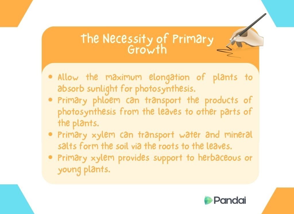 The image is a colorful educational graphic with the title ‘The Necessity of Primary Growth’ at the top. Below the title, there are four bullet points explaining the importance of primary growth in plants: 1. Allow the maximum elongation of plants to absorb sunlight for photosynthesis. 2. Primary phloem can transport the products of photosynthesis from the leaves to other parts of the plants. 3. Primary xylem can transport water and mineral salts from the soil via the roots to the leaves. 4. Primary xylem provides support to herbaceous or young plants. The background is white with orange and blue accents, and there is a logo for ‘Pandai’ at the bottom right corner.