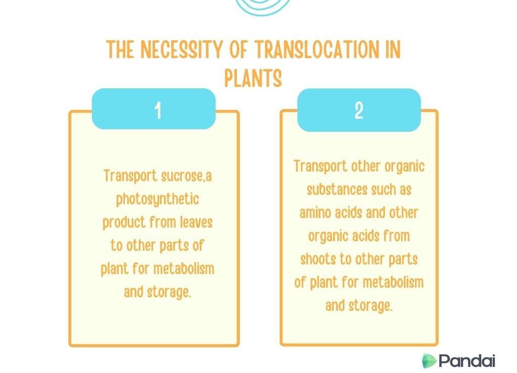 The image is an educational graphic explaining the necessity of translocation in plants. It is divided into two sections: 1. The first section states that translocation involves transporting sucrose, a photosynthetic product, from leaves to other parts of the plant for metabolism and storage. 2. The second section mentions that translocation also involves transporting other organic substances such as amino acids and other organic acids from shoots to other parts of the plant for metabolism and storage. The background is light with a logo at the bottom right corner labeled ‘Pandai.’