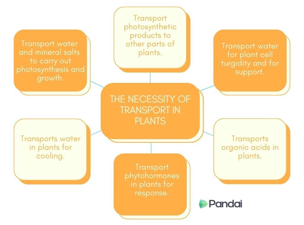 A diagram titled ‘The Necessity of Transport in Plants’ is shown. It features a central box with the title, connected to six surrounding boxes, each describing a specific function: 1. ‘Transport water and mineral salts to carry out photosynthesis and growth.’ 2. ‘Transport photosynthetic products to other parts of plants.’ 3. ‘Transport water for plant cell turgidity and for support.’ 4. ‘Transports water in plants for cooling.’ 5. ‘Transport phytohormones in plants for response.’ 6. ‘Transports organic acids in plants.’ The diagram is branded with the Pandai logo at the bottom right.