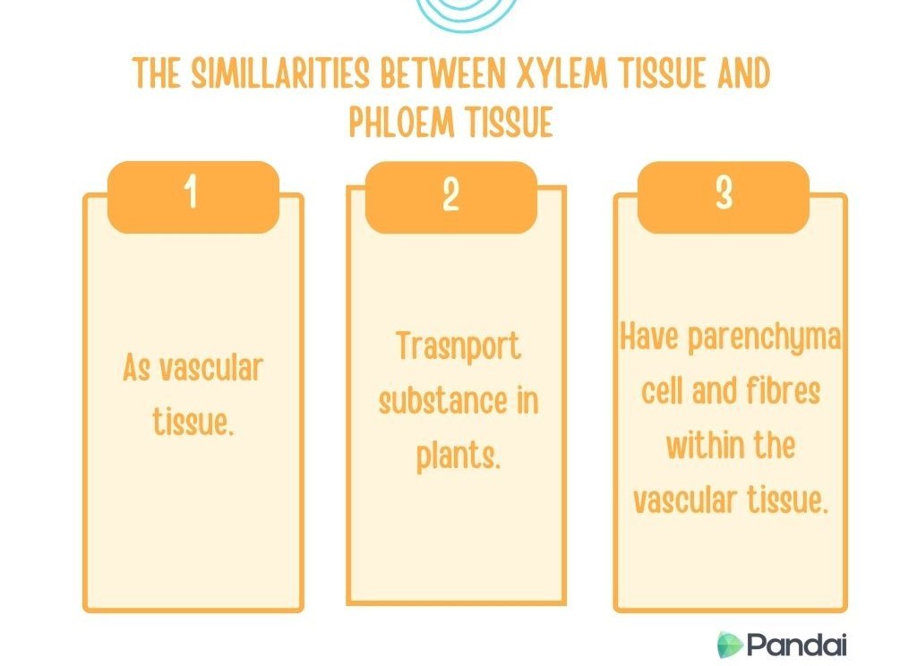 The image is an infographic titled ‘The Similarities Between Xylem Tissue and Phloem Tissue.’ It is divided into three sections, each numbered from 1 to 3. 1. The first section states, ‘As vascular tissue.’2. The second section states, ‘Transport substance in plants.’ 3. The third section states, ‘Have parenchyma cell and fibres within the vascular tissue.’ At the bottom right corner, there is a logo for ‘Pandai.’