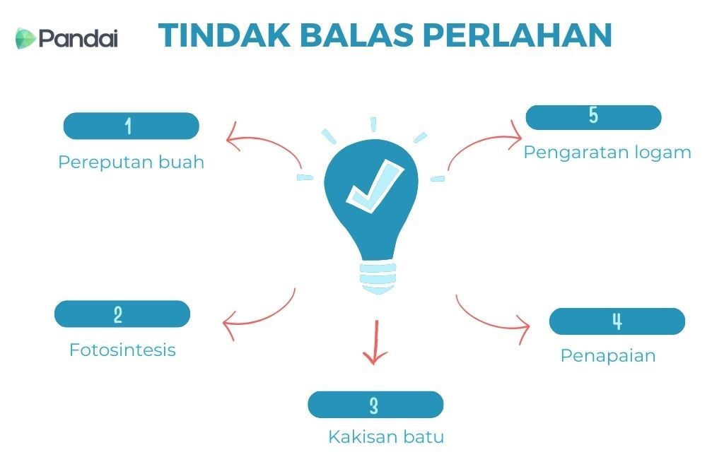 Gambar ini menunjukkan carta alir yang menggambarkan reaksi-reaksi perlahan. Di tengah-tengah carta terdapat ikon mentol dengan tanda semak di dalamnya. Terdapat lima langkah yang disusun dalam bentuk bulatan mengelilingi ikon tersebut, dengan anak panah menghubungkan setiap langkah. Langkah-langkah tersebut adalah: 1. Pereputan makanan 2. Fotosintesis 3. Hakisan batu 4. Penapaian 5. Kakisan logam Di sudut kiri atas gambar terdapat logo ‘Pandai’.