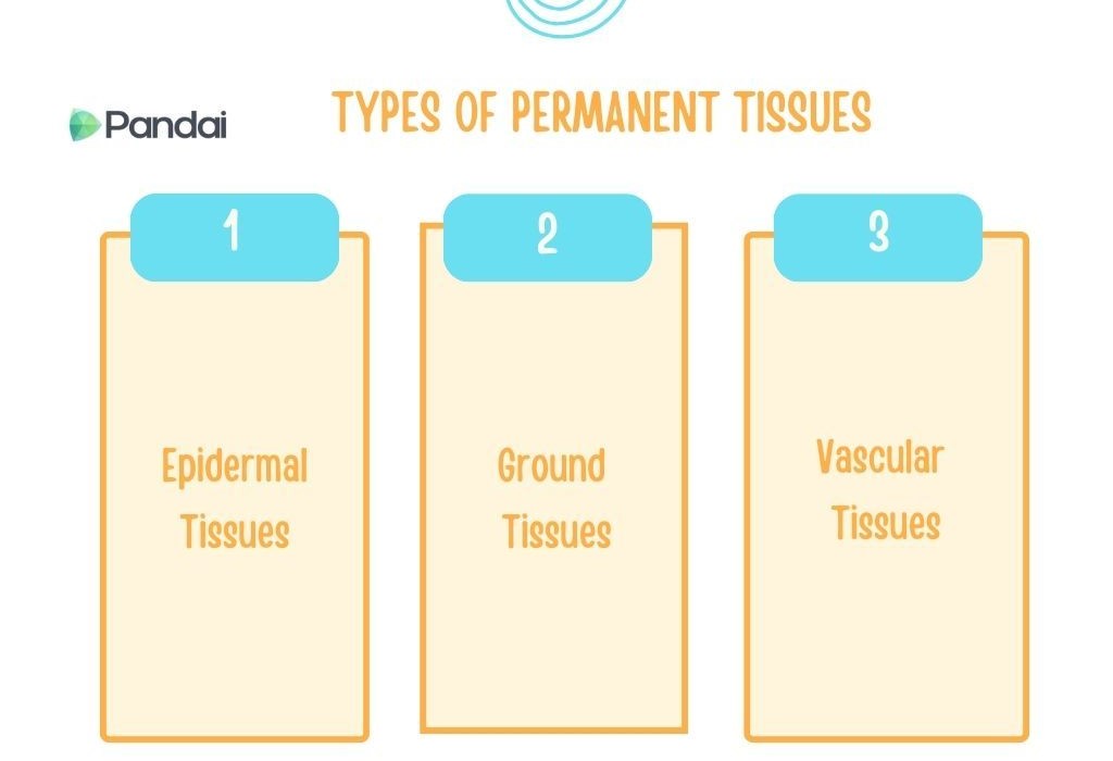 The image is an infographic titled ‘Types of Permanent Tissues.’ It is divided into three sections, each numbered and labeled: 1. **Epidermal Tissues** - The first section is labeled with the number 1 in a blue box. 2. **Ground Tissues** - The second section is labeled with the number 2 in a blue box. 3. **Vascular Tissues** - The third section is labeled with the number 3 in a blue box. The design is simple, with a white background and orange text. The logo of ‘Pandai’ is present at the top left corner.