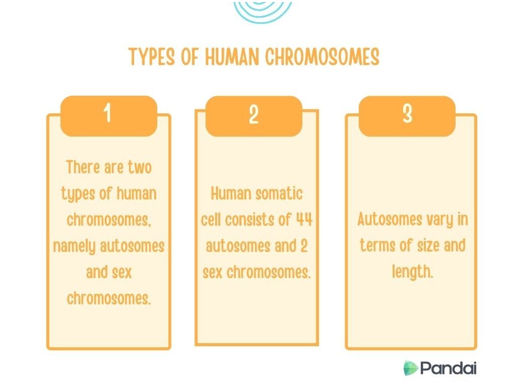 This image contains information about the types of human chromosomes. It is divided into three sections: 1. The first section states that there are two types of human chromosomes: autosomes and sex chromosomes. 2. The second section explains that human somatic cells consist of 44 autosomes and 2 sex chromosomes. 3. The third section mentions that autosomes vary in terms of size and length. The image is titled ‘Types of Human Chromosomes’and includes the Pandai logo at the bottom right corner.