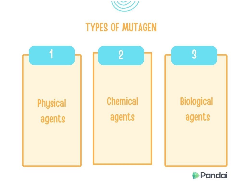 The image is an infographic titled ‘Types of Mutagen.’ It is divided into three sections, each numbered and labeled. The sections are: 1. Physical agents 2. Chemical agents 3. Biological agents The background is white, and the text is in orange. The numbers are in blue boxes. The Pandai logo is at the bottom right corner.