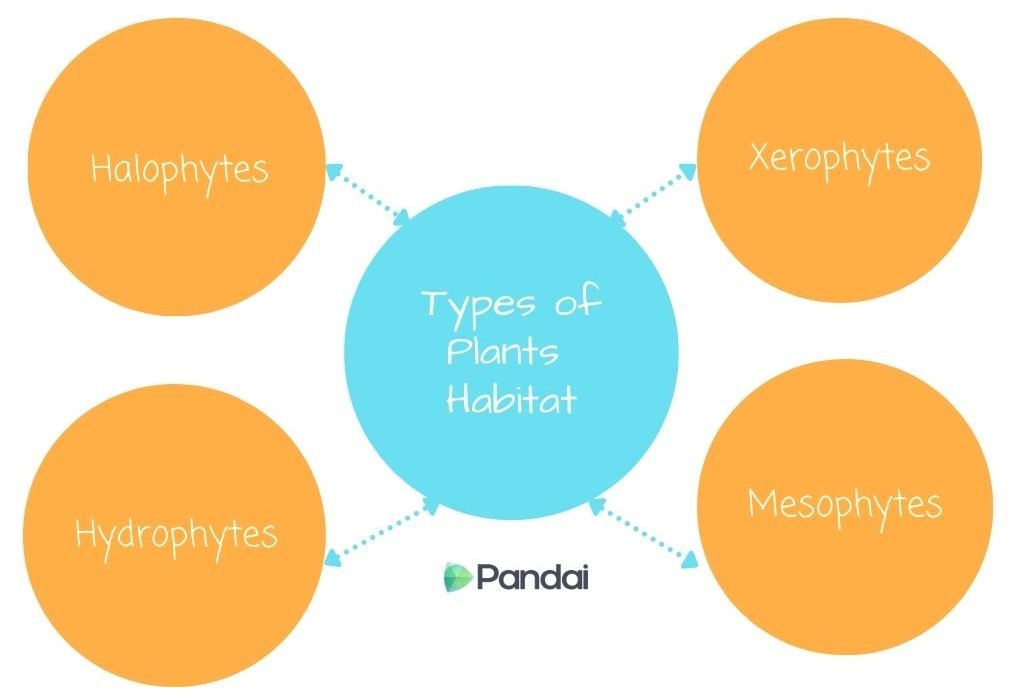 The image is a diagram showing ‘Types of Plants Habitat’ in the center. Surrounding it are four orange circles labeled ‘Halophytes,’ ‘Xerophytes,’ ‘Hydrophytes,’ and ‘Mesophytes’ each connected to the central circle with dashed arrows. The background is white, and the logo ‘Pandai’ is at the bottom of the central circle.