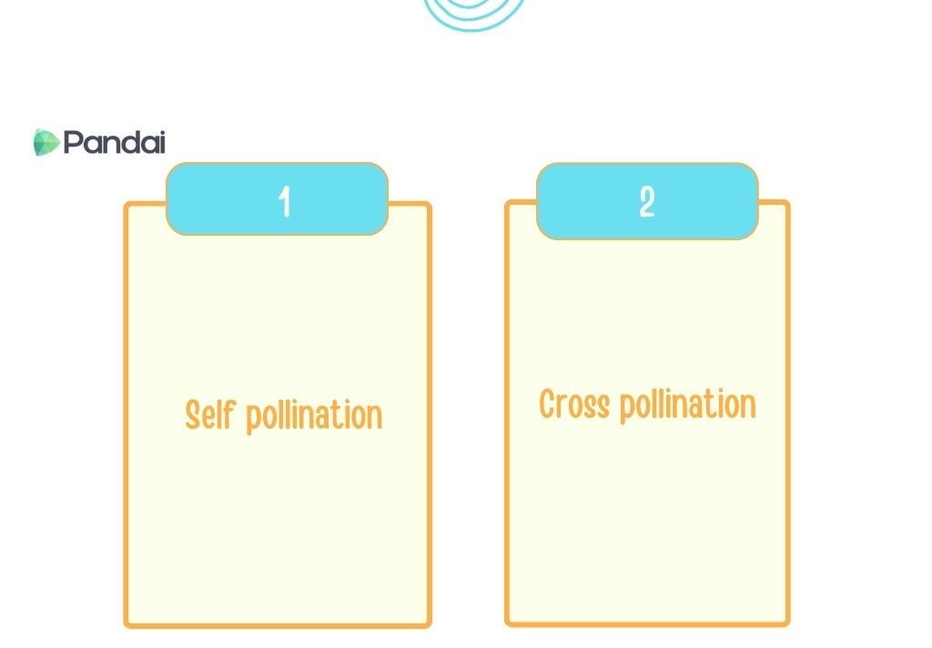 The image shows a diagram with two sections labeled ‘1’ and ‘2’. Section 1 is titled ‘Self pollination’ and section 2 is titled ‘Cross pollination’. The background is light with a simple, clean design. The labels are in blue text boxes, and the titles within the sections are in orange text. The logo ‘Pandai’ is located in the top left corner.