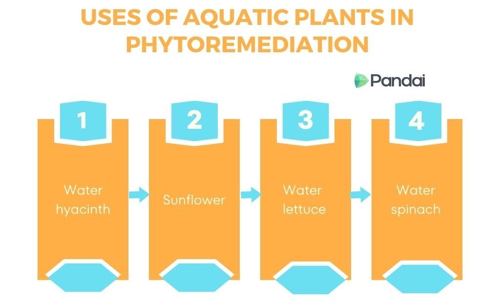 The image is an infographic titled ‘USES OF AQUATIC PLANTS IN PHYTOREMEDIATION’ with the logo ‘Pandai’ on the top right. It features four orange boxes with white numbers and text, each describing a different aquatic plant used in phytoremediation: 1. Water hyacinth 2. Sunflower 3. Water lettuce 4. Water spinach Each box is connected by arrows pointing to the next, indicating a sequence.