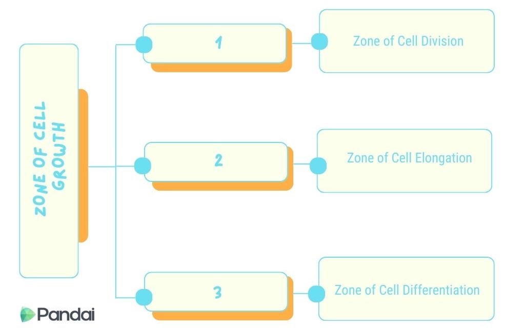 This image is a diagram illustrating the zones of cell growth. It is divided into three main sections: 1. The first section is labeled ‘Zone of Cell Division’. 2. The second section is labeled ‘Zone of Cell Elongation’. 3. The third section is labeled ‘Zone of Cell Differentiation’. Each section is connected to a corresponding box numbered 1, 2, and 3 respectively. The title ‘Zone of Cell Growth’ is displayed vertically on the left side of the diagram. The diagram also includes the logo of ‘Pandai’ at the bottom left corner.