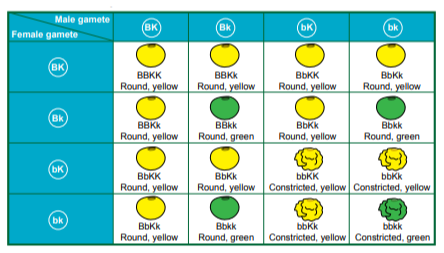 This image is a Punnett square diagram used in genetics to predict the genotypes of offspring from a cross. It shows the combination of male and female gametes (BK, Bk, bK, bk) and their resulting phenotypes. The rows and columns represent different combinations of alleles for two traits: shape (round or constricted) and color (yellow or green). The resulting squares show the possible genotypes (BBKK, BBKk, BbKK, BbKk, bbKK, bbKk, bbkk) and their corresponding phenotypes (round yellow, round green, constricted yellow, constricted green).