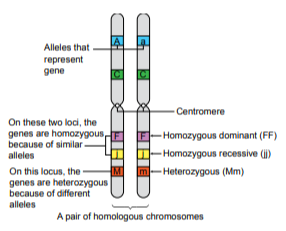 This image shows a pair of homologous chromosomes. Key features include: - **Alleles**: Represented by letters (A, a, C, c, F, f, M, m) on the chromosomes. - **Centromere**: The central part where the chromosomes are connected. - **Homozygous dominant (FF)**: Same alleles on both chromosomes. - **Homozygous recessive (jj)**: Same alleles on both chromosomes. - **Heterozygous (Mm)**: Different alleles on each chromosome. - **Loci**: Specific locations on the chromosomes where genes are found. The image illustrates the genetic composition and variation within the homologous chromosomes.