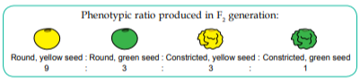 The image shows a diagram illustrating the phenotypic ratio produced in the F2 generation of a genetic cross. There are four types of seeds displayed: 1. Round, yellow seed (9 parts) 2. Round, green seed (3 parts) 3. Constricted, yellow seed (3 parts) 4. Constricted, green seed (1 part) The phenotypic ratio is 9:3:3:1.