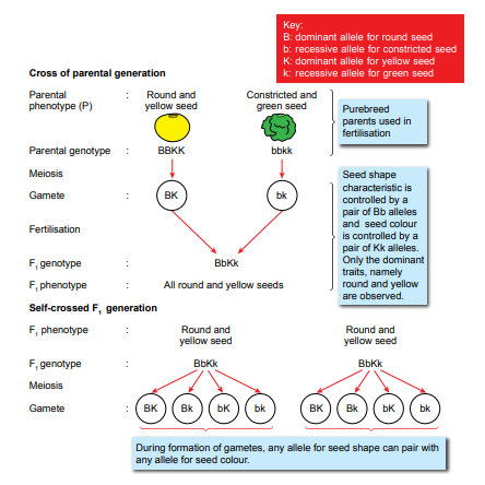 This is a genetic diagram illustrating the cross of parental generation and subsequent generations for seed color and shape in plants. - **Key**: - B: dominant allele for round seed - b: recessive allele for constricted seed - K: dominant allele for yellow seed - k: recessive allele for green seed - **Parental Generation (P)**: - Parental genotype: BBKK (round and yellow seed) crossed with bbkk (constricted and green seed) - Meiosis and fertilization result in F1 generation with genotype BbKk (round and yellow seed). - **F1 Generation**: - Self-crossed to produce F2 generation - Me