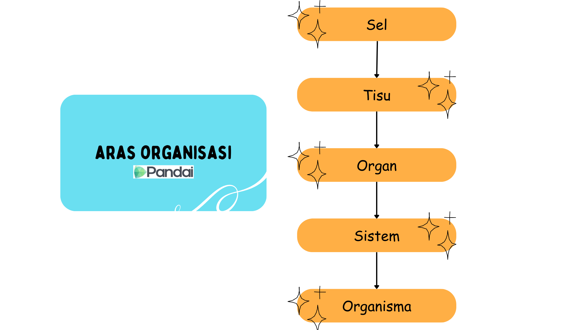 mej ini menunjukkan carta alir yang menerangkan tahap organisasi dalam biologi. Carta ini bermula dari sel di bahagian atas, diikuti oleh tisu, organ, sistem, dan akhirnya organisma di bahagian bawah..Setiap tahap dalam carta dihubungkan dengan anak panah yang menunjukkan arah dari sel ke organisma.