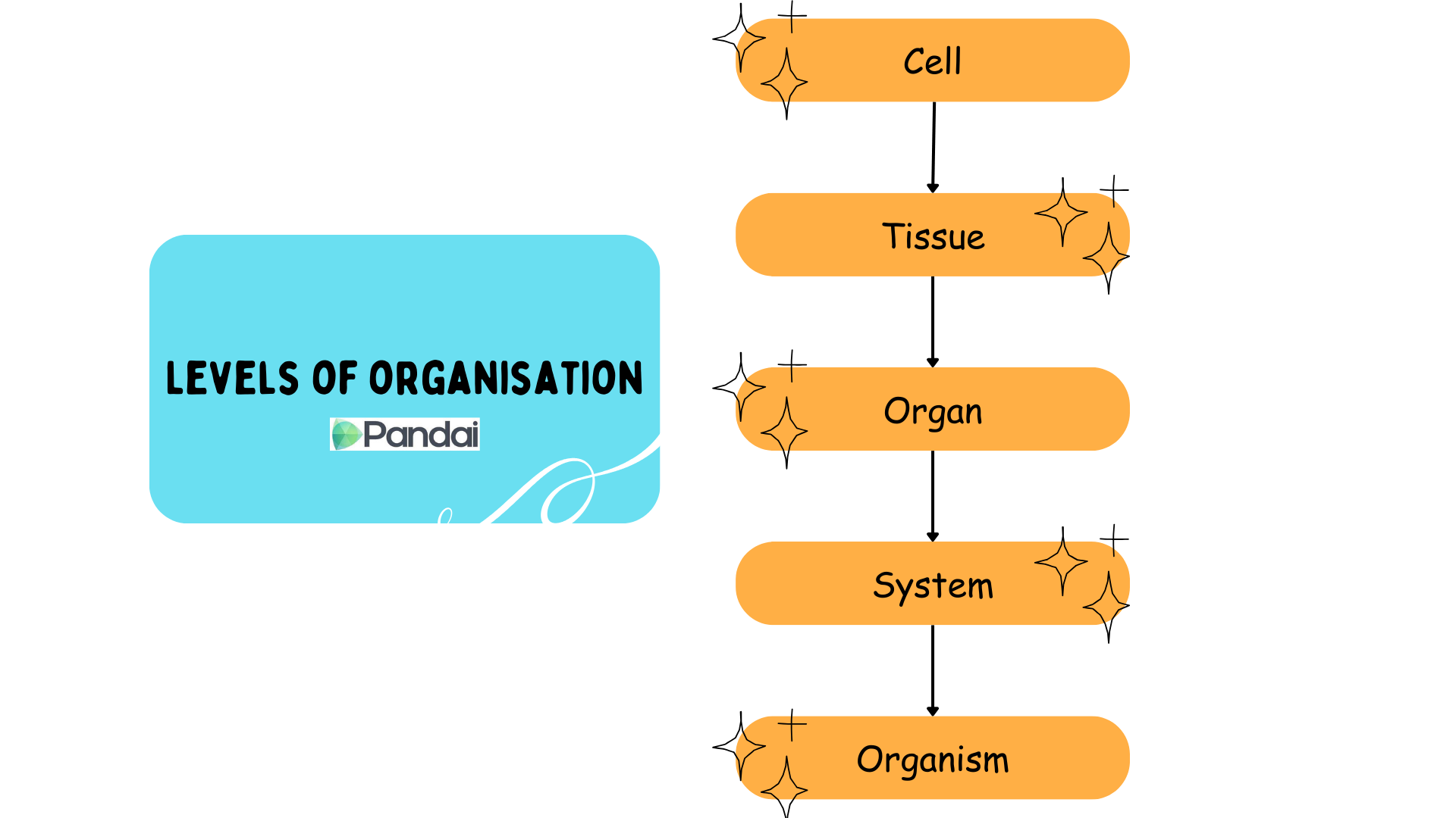 This image illustrates the levels of organization in a biological context. It shows a hierarchical structure starting from the smallest unit to the largest. The levels are: 1. Cell 2. Tissue 3. Organ 4. System 5. Organism Each level is represented by an orange oval shape connected by arrows, indicating the progression from one level to the next. 