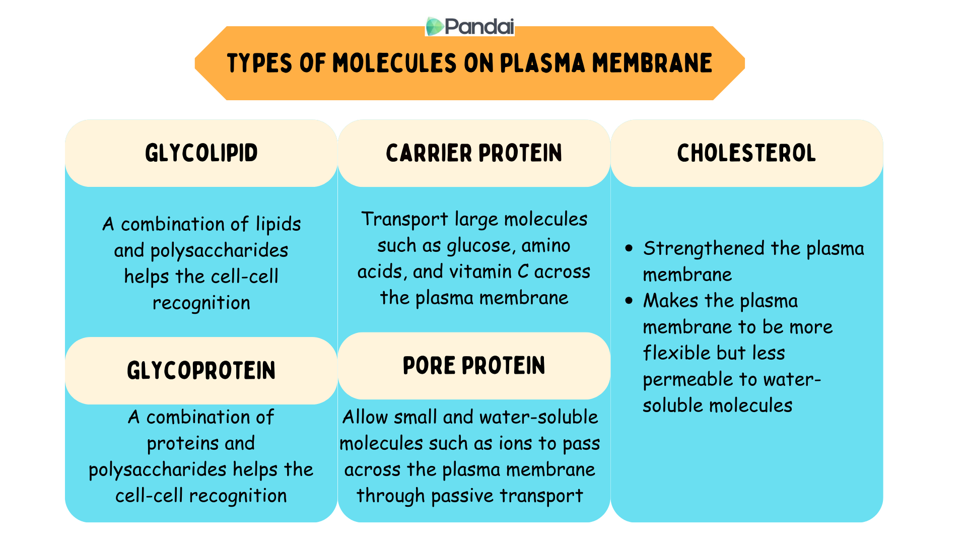 The diagram shows the types of molecules on the plasma membrane which are 1. glycolipids - a combination of lipids and polysaccharides that help cell recognition. 2. carrier proteins - transport large molecules such as glucose, amino acids, and vitamin C across the plasma membrane. 3. Cholesterol - strengthens the plasma membrane - makes the plasma membrane more flexible but less permeable to water-soluble molecules. 4. Glycoprotein - a combination of proteins and polysaccharides that help cell recognition. 5. pore proteins - allow small and water-soluble molecules such as ions to cross the plasma membrane by passive transport