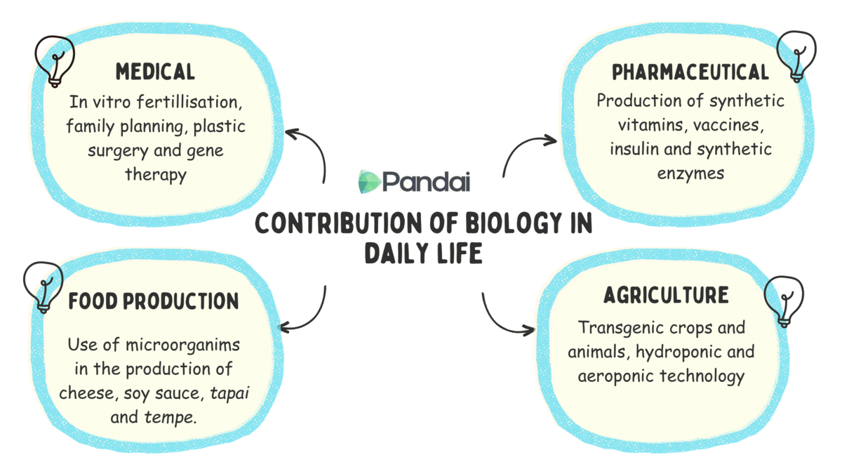 This image illustrates the contributions of biology in daily life, categorized into four main areas: 1.Medical: In vitro fertilization, family planning, plastic surgery, and gene therapy. 2. Pharmaceutical: Production of synthetic vitamins, vaccines, insulin, and synthetic enzymes. 3. Food Production: Use of microorganisms in the production of cheese, soy sauce, tapai, and tempe. 4. Agriculture: Transgenic crops and animals, hydroponic and aeroponic technology. 