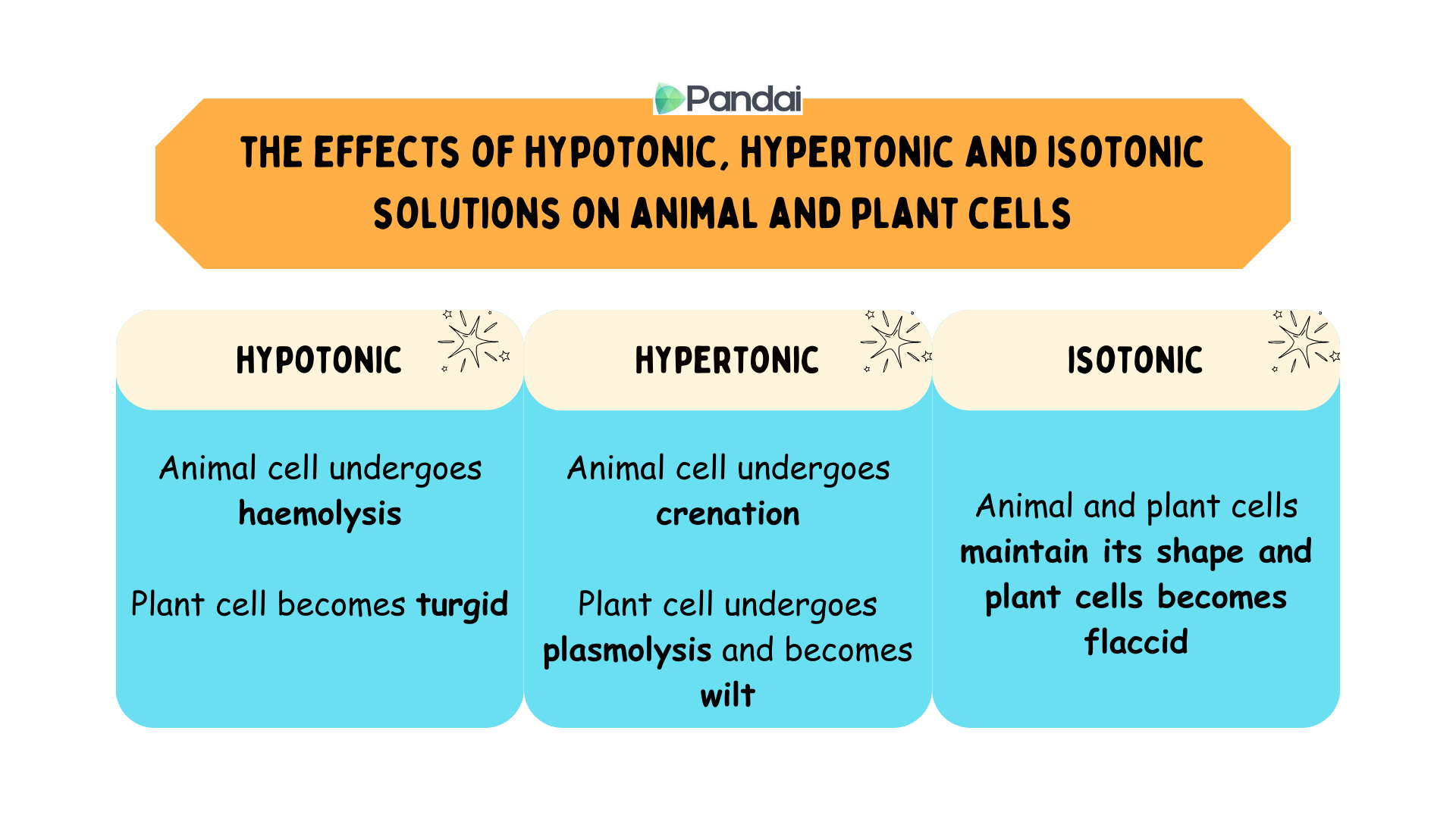 The image is an infographic titled The Effects of Hypotonic, Hypertonic, and Isotonic Solutions on Animal and Plant Cells. It is divided into three sections: 1. Hypotonic: - Animal cell undergoes haemolysis. - Plant cell becomes turgid. 2. Hypertonic: - Animal cell undergoes crenation. - Plant cell undergoes plasmolysis and becomes wilt. 3. Isotonic: - Animal and plant cells maintain their shape. - Plant cells become flaccid.