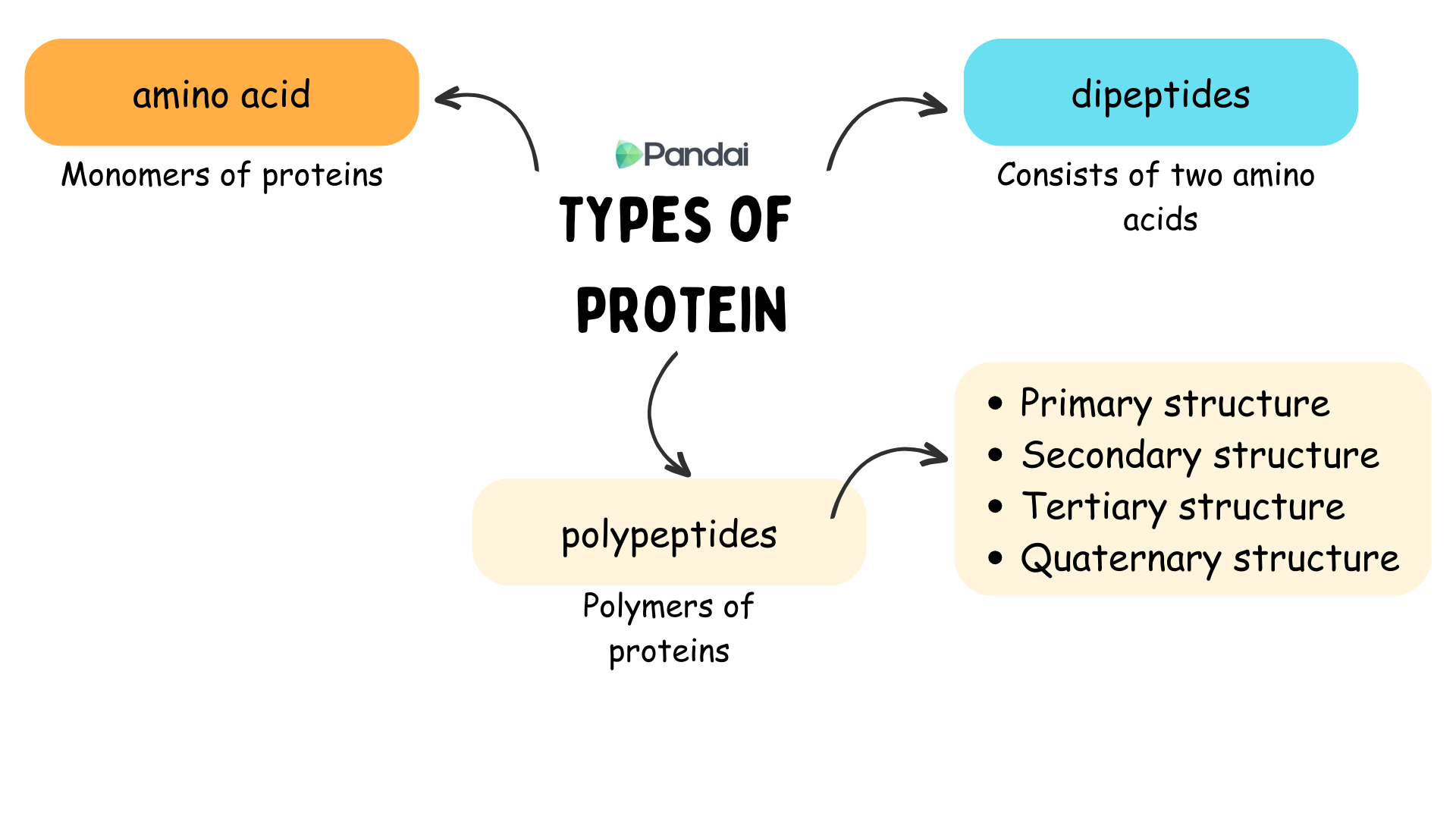 The image is an infographic titled Types of Protein. It is divided into three main sections: 1. Amino Acid: Labeled as Monomers of proteins and highlighted in an orange box. 2. Dipeptides: Described as Consists of two amino acids and shown in a light blue box. 3.Polypeptides: Defined as Polymers of proteins and placed in a light yellow box. Additionally, there is a list on the right side under polypeptides which that includes: - Primary structure - Secondary structure - Tertiary structure - Quaternary structure 