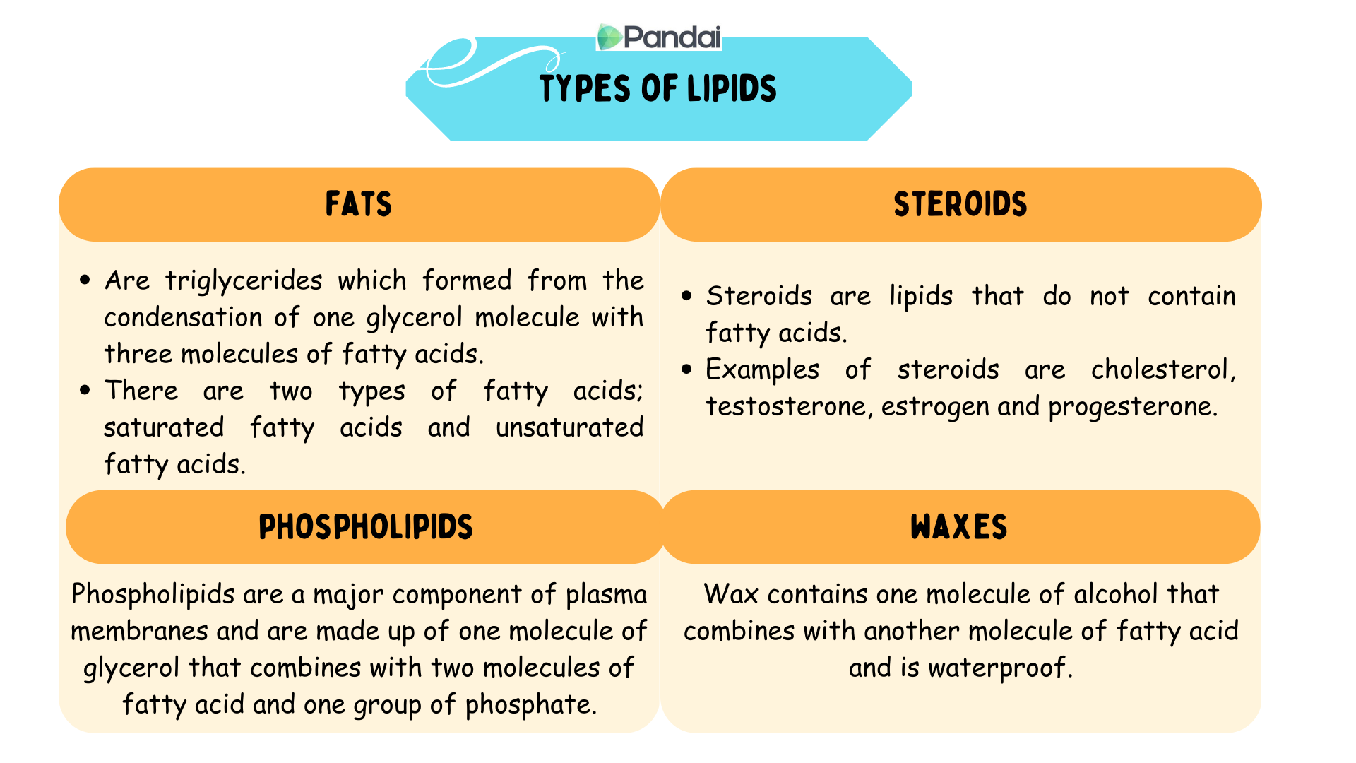 This table shows a table that classifies the four types of lipids: fats, steroids, phospholipids, and waxes. Each type of lipid is described with the following details: 1. Fat: is a type of triglyceride formed from the condensation process between three fatty acid molecules and one glycerol molecule. It consists of saturated fatty acids and unsaturated fatty acids. 2. Steroids: a type of lipid that does not have fatty acids such as cholesterol, progesterone, testosterone and estrogen. 3. Phospholipids: the main component of the plasma membrane. 4. Wax: waterproof.